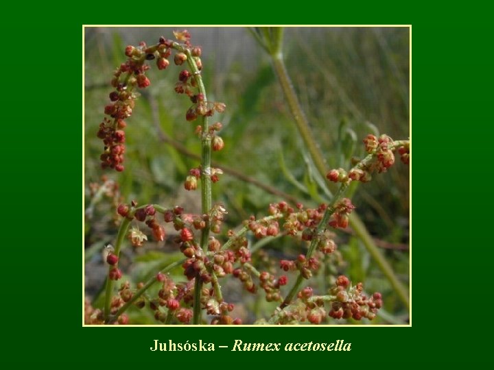 Juhsóska – Rumex acetosella 