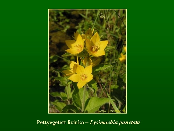 Pettyegetett lizinka – Lysimachia punctata 