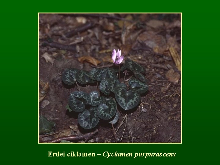 Erdei ciklámen – Cyclamen purpurascens 