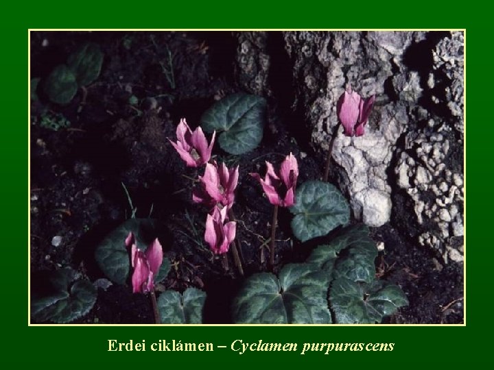 Erdei ciklámen – Cyclamen purpurascens 