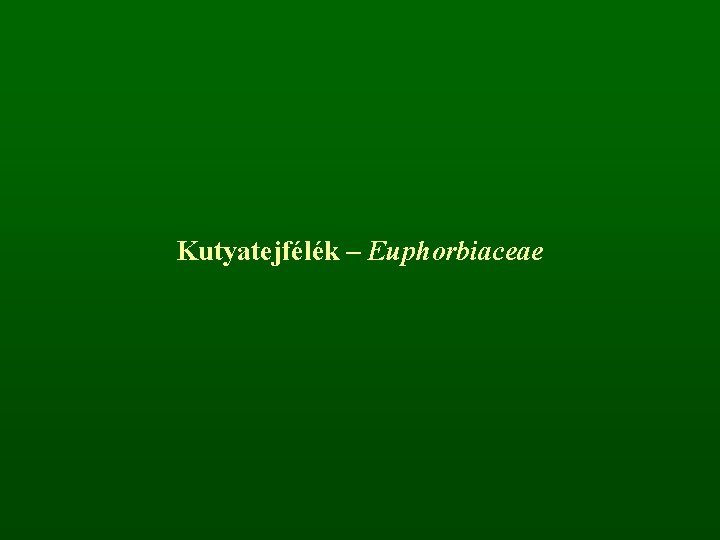 Kutyatejfélék – Euphorbiaceae 