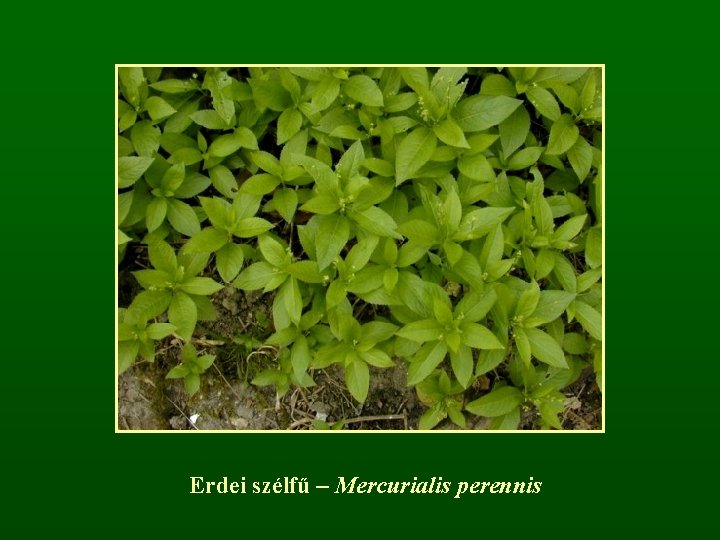 Erdei szélfű – Mercurialis perennis 