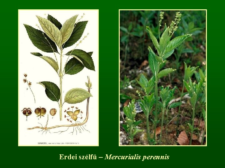 Erdei szélfű – Mercurialis perennis 