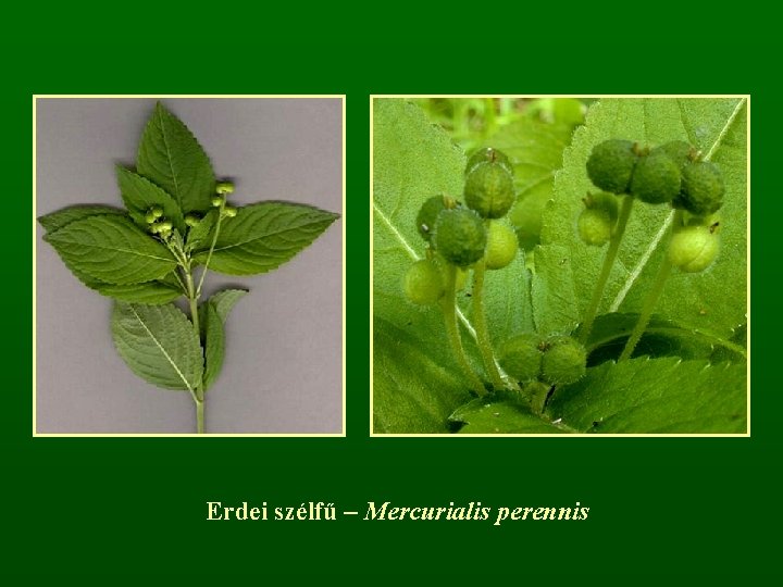 Erdei szélfű – Mercurialis perennis 