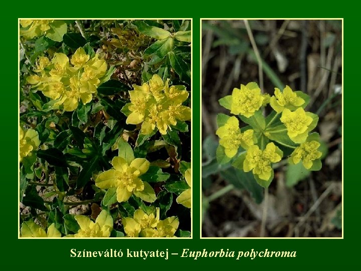 Színeváltó kutyatej – Euphorbia polychroma 