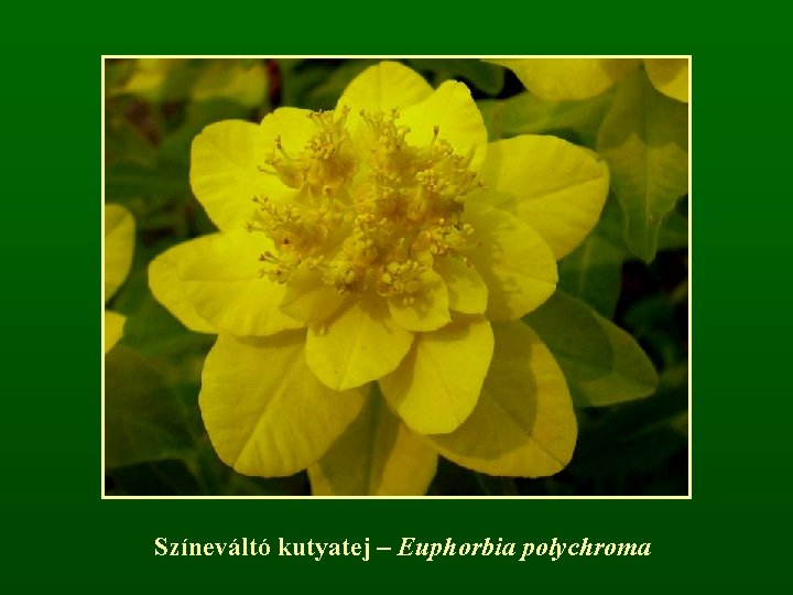 Színeváltó kutyatej – Euphorbia polychroma 