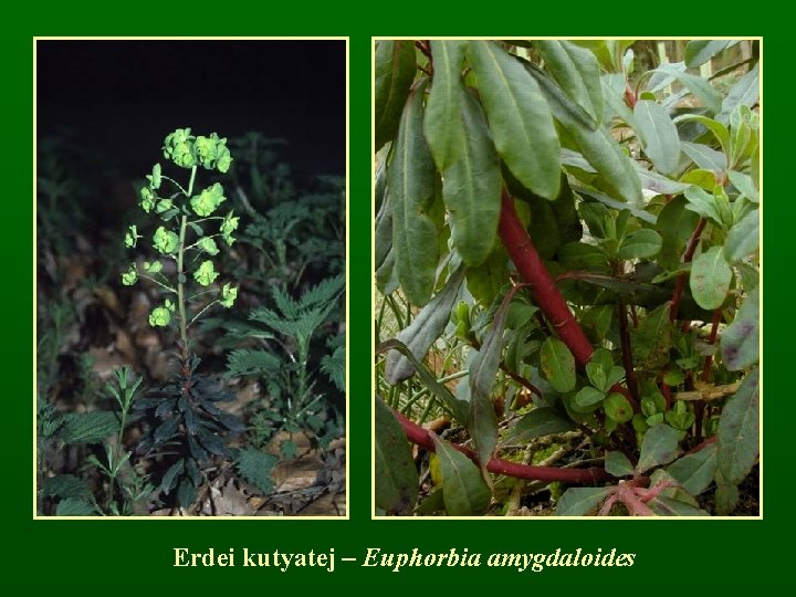 Erdei kutyatej – Euphorbia amygdaloides 