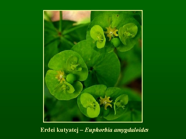 Erdei kutyatej – Euphorbia amygdaloides 