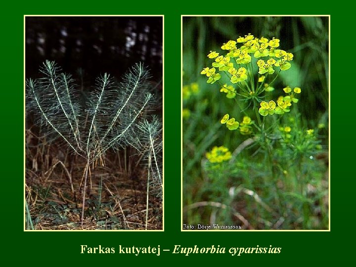 Farkas kutyatej – Euphorbia cyparissias 