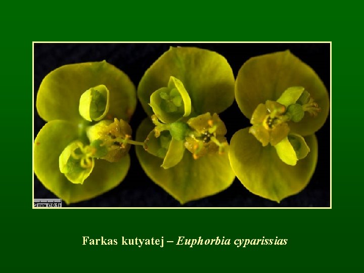 Farkas kutyatej – Euphorbia cyparissias 