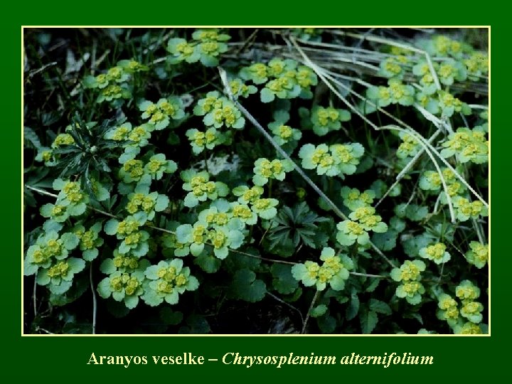 Aranyos veselke – Chrysosplenium alternifolium 