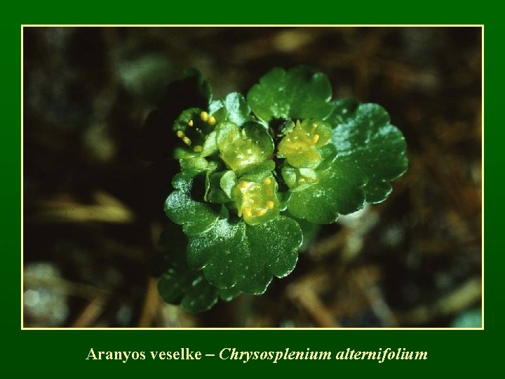 Aranyos veselke – Chrysosplenium alternifolium 