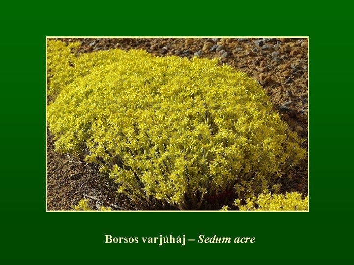 Borsos varjúháj – Sedum acre 