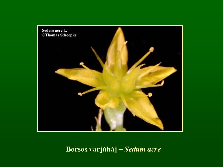 Borsos varjúháj – Sedum acre 