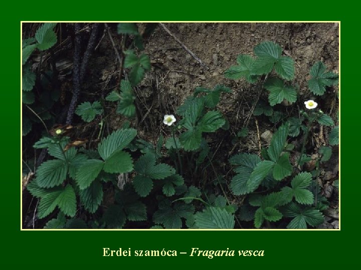 Erdei szamóca – Fragaria vesca 