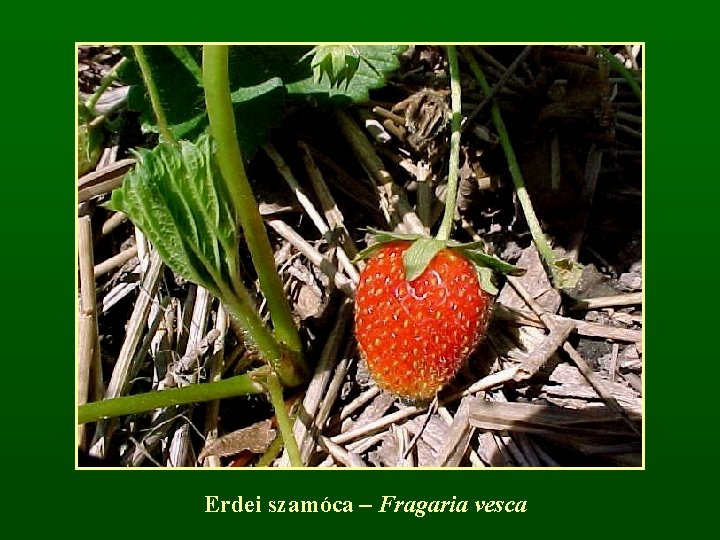 Erdei szamóca – Fragaria vesca 