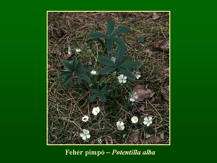 Fehér pimpó – Potentilla alba 