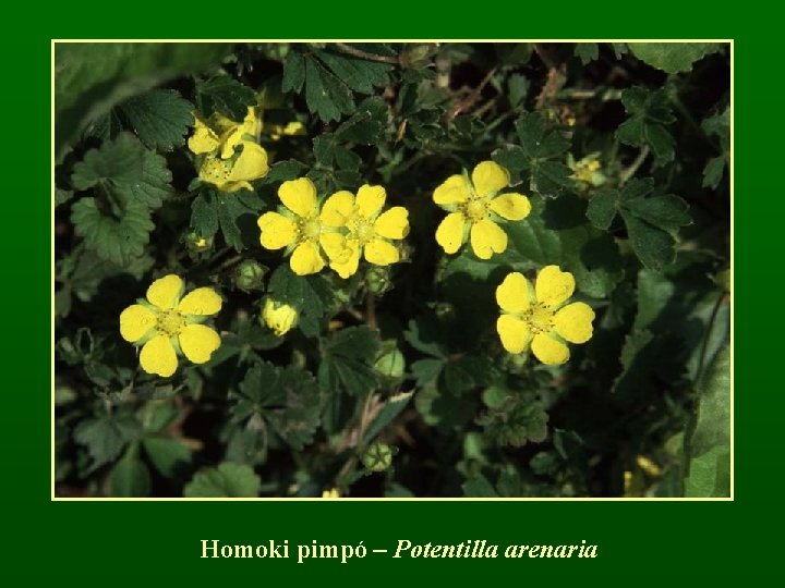 Homoki pimpó – Potentilla arenaria 