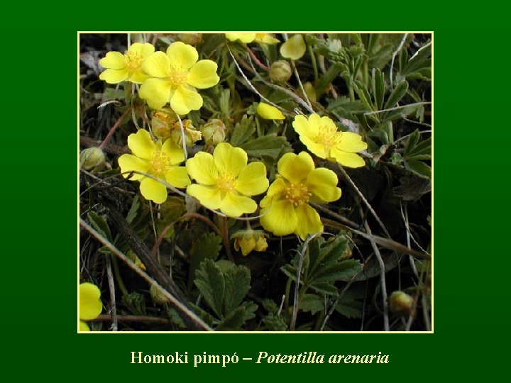 Homoki pimpó – Potentilla arenaria 