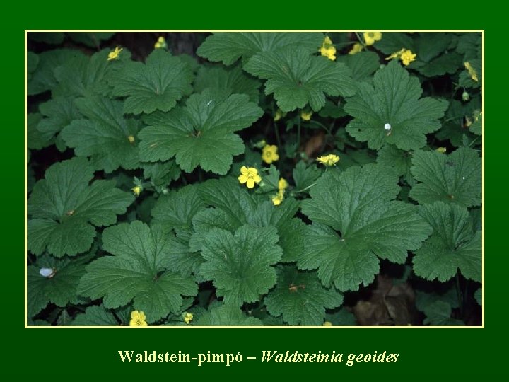 Waldstein-pimpó – Waldsteinia geoides 