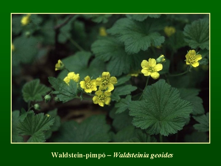 Waldstein-pimpó – Waldsteinia geoides 