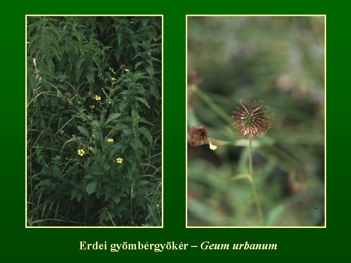 Erdei gyömbérgyökér – Geum urbanum 