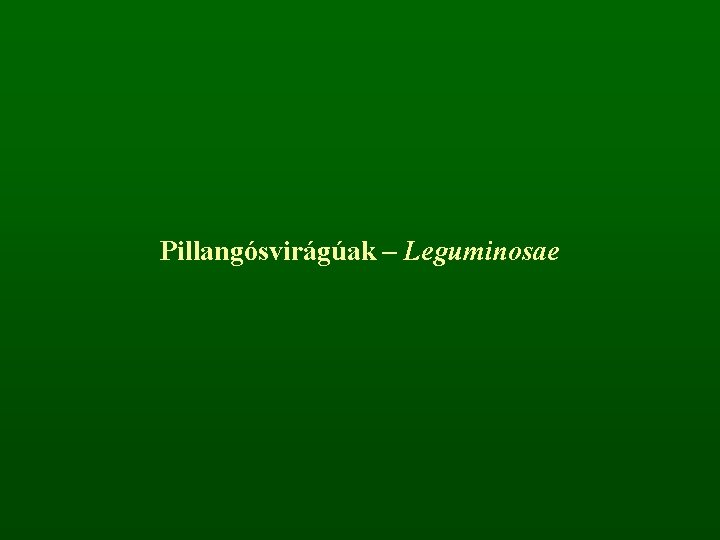 Pillangósvirágúak – Leguminosae 