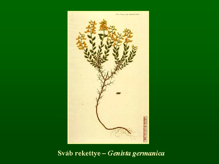 Sváb rekettye – Genista germanica 