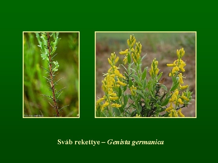 Sváb rekettye – Genista germanica 