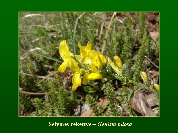 Selymes rekettye – Genista pilosa 