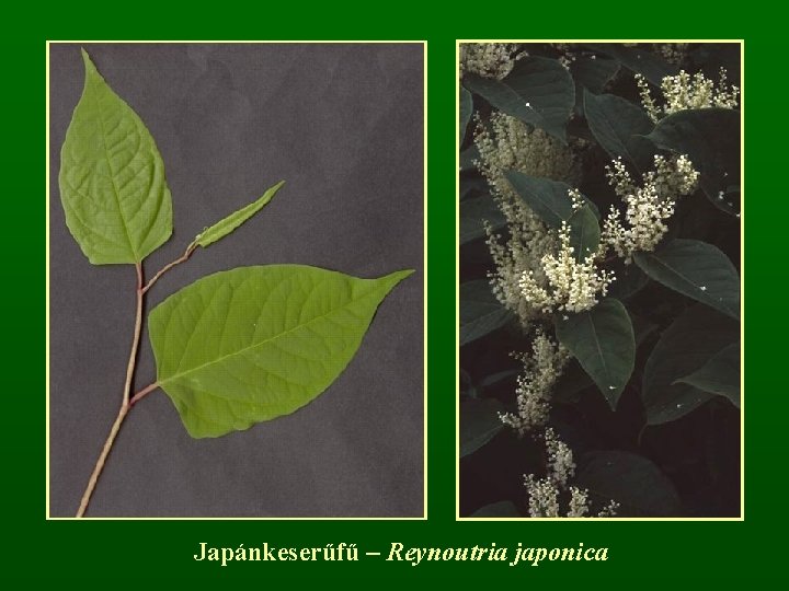 Japánkeserűfű – Reynoutria japonica 