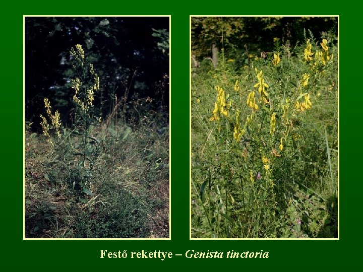 Festő rekettye – Genista tinctoria 