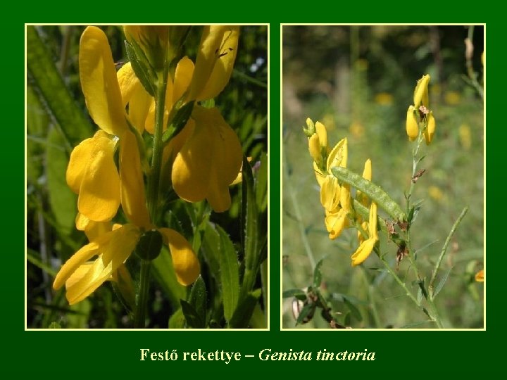 Festő rekettye – Genista tinctoria 