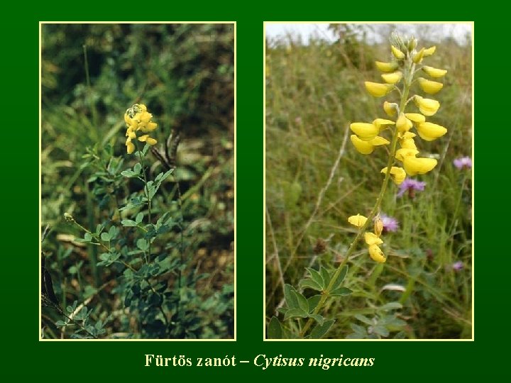Fürtös zanót – Cytisus nigricans 