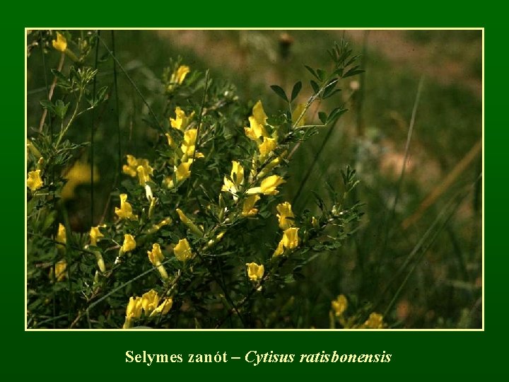 Selymes zanót – Cytisus ratisbonensis 