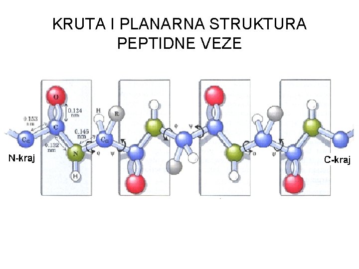 KRUTA I PLANARNA STRUKTURA PEPTIDNE VEZE 