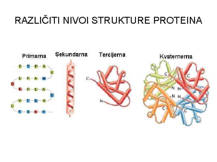 RAZLIČITI NIVOI STRUKTURE PROTEINA RAZLIČITI NIVOI STRUKTURE PROTEINA