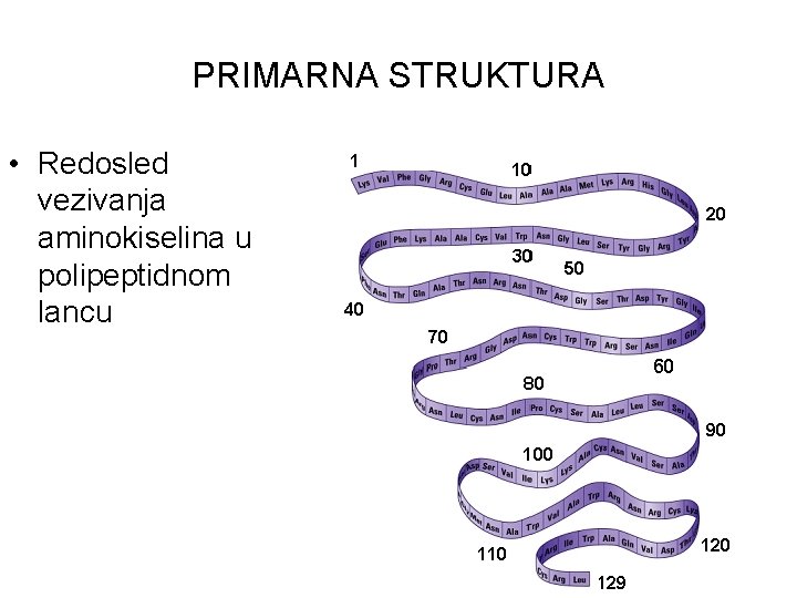 PRIMARNA STRUKTURA • Redosled vezivanja aminokiselina u polipeptidnom lancu PRIMARNA STRUKTURA • Redosled vezivanja aminokiselina u polipeptidnom lancu