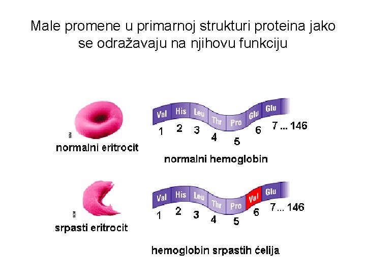 Male promene u primarnoj strukturi proteina jako se odražavaju na njihovu funkciju Male promene u primarnoj strukturi proteina jako se odražavaju na njihovu funkciju