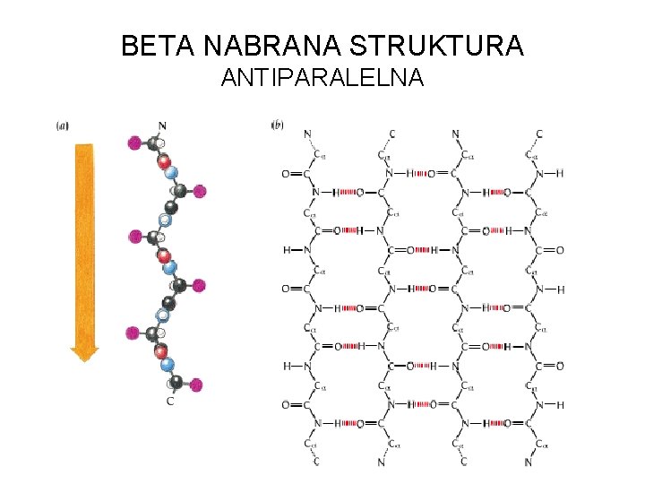 BETA NABRANA STRUKTURA ANTIPARALELNA 