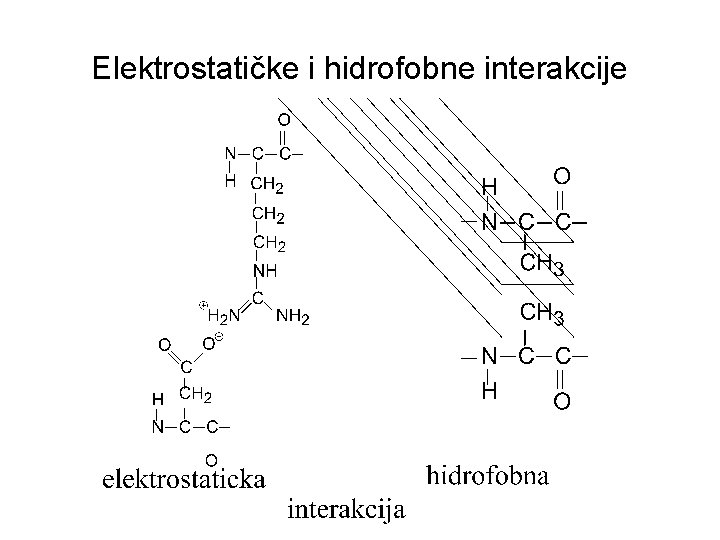 Elektrostatičke i hidrofobne interakcije Elektrostatičke i hidrofobne interakcije