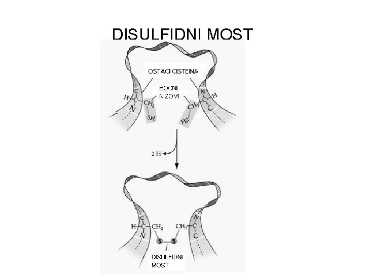 DISULFIDNI MOST DISULFIDNI MOST