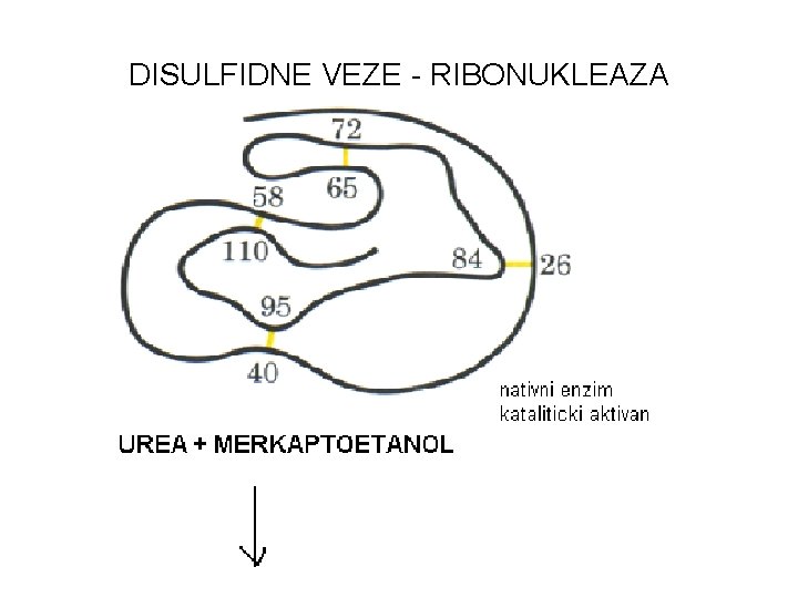 DISULFIDNE VEZE - RIBONUKLEAZA 