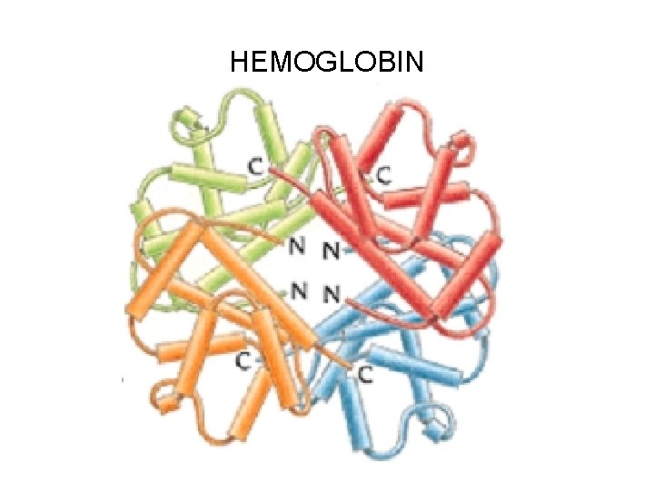 HEMOGLOBIN 