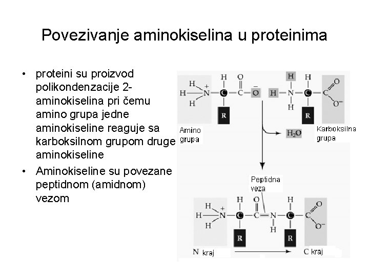 Povezivanje aminokiselina u proteinima • proteini su proizvod polikondenzacije 2 aminokiselina pri čemu amino