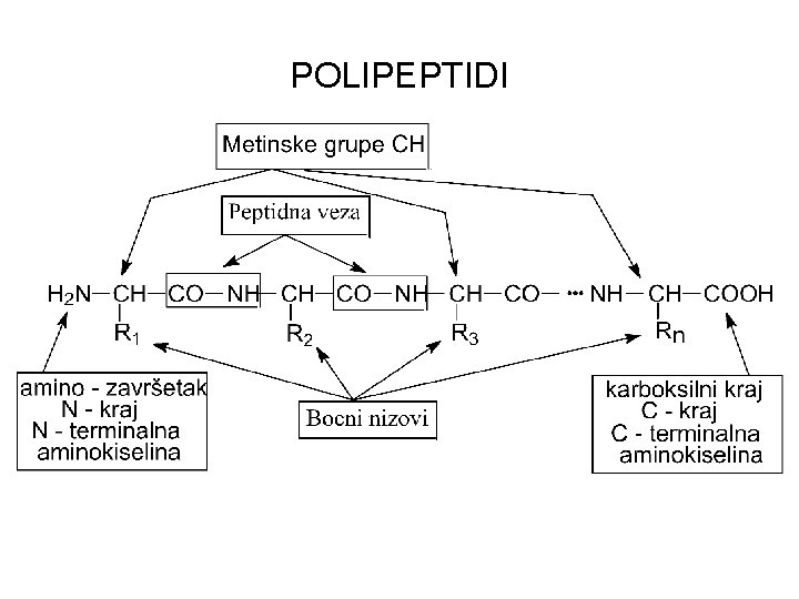 POLIPEPTIDI 