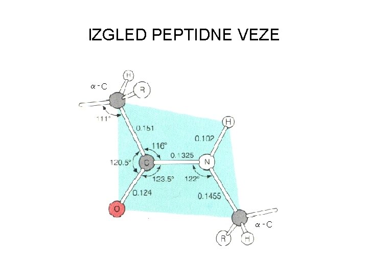 IZGLED PEPTIDNE VEZE IZGLED PEPTIDNE VEZE