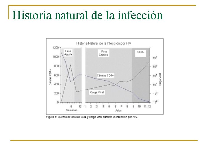 Historia natural de la infección 