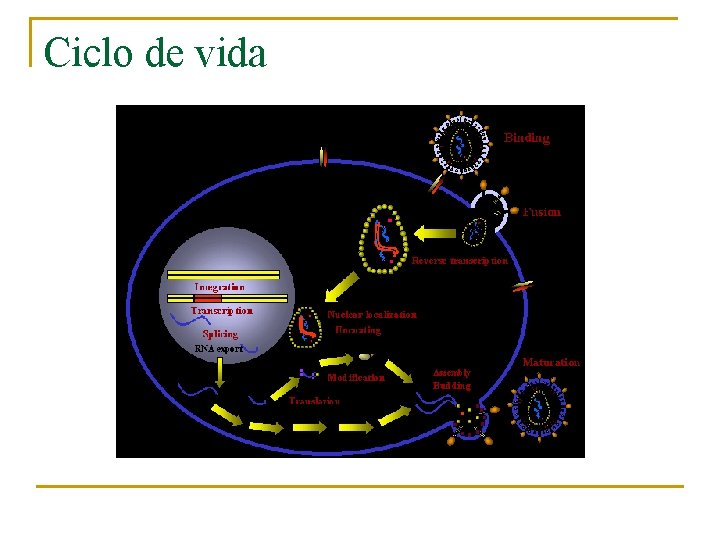 Ciclo de vida 