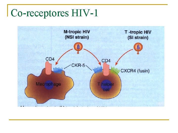 Co-receptores HIV-1 